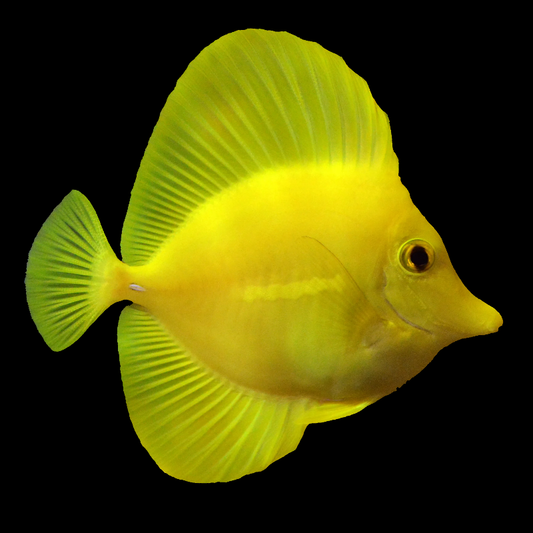 Biota - Hawaiian Yellow Tang